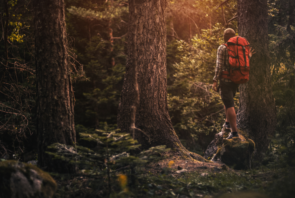 Traveler Hiking Alone In The Misty Forest At Sunset