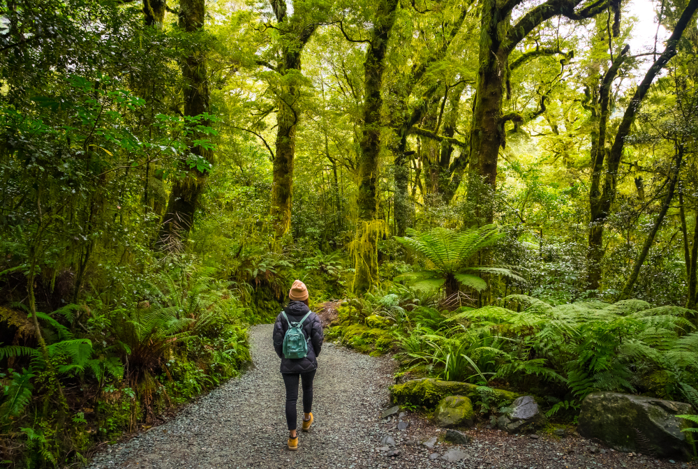 Track At The Chasm Fall, Fiordland National Park, Milford Sound, New Zealand