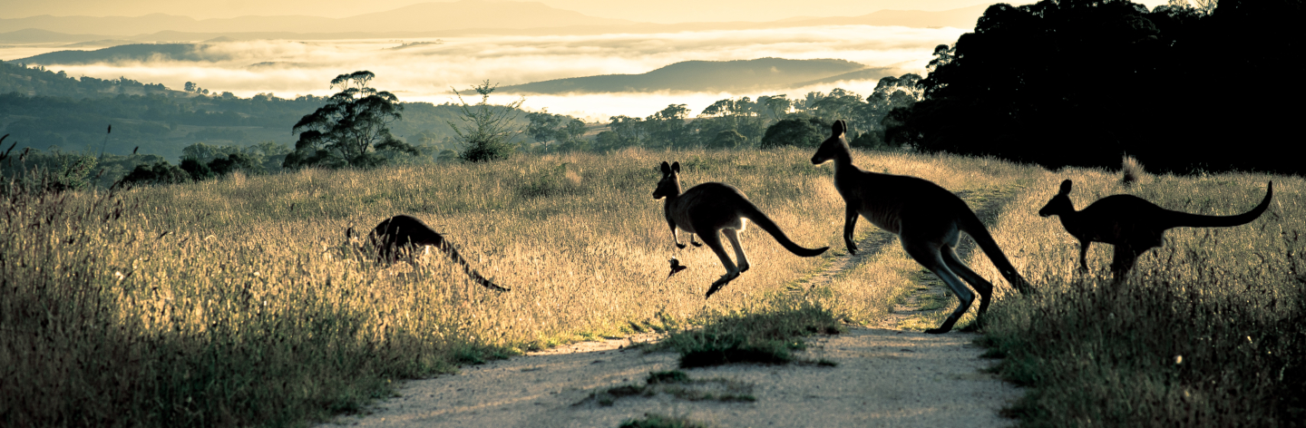 Scattering Rays, Roos And Rosella