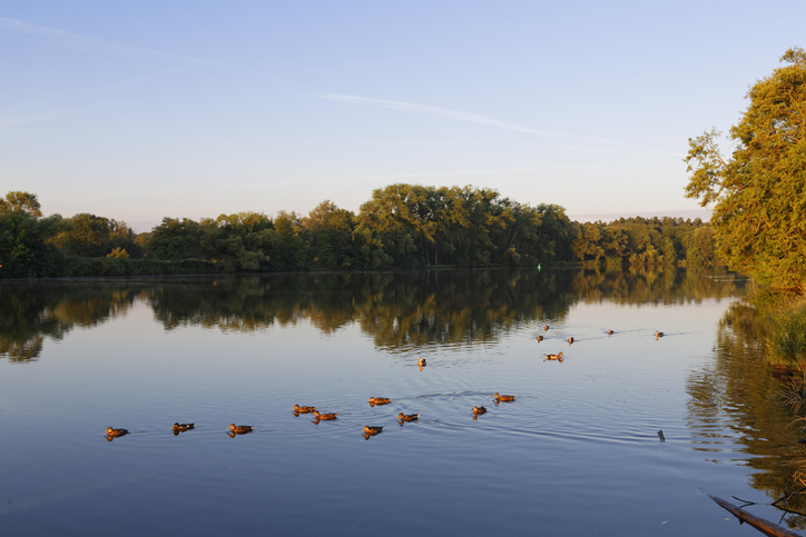 Main In The Morning, Near Philippsruhe Palace, Hanau, Hesse, Germany