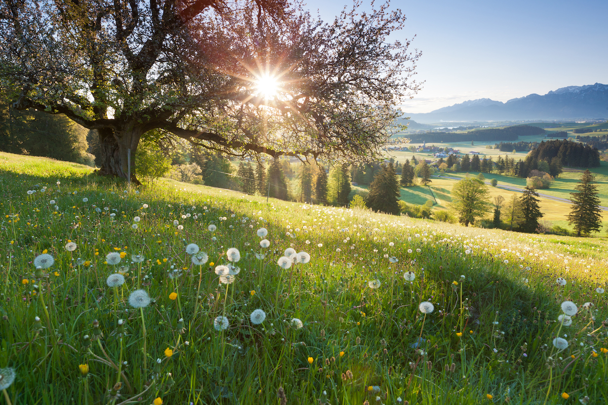 Backlight View Through Apple Tree, Summer Meadow In Bavaria, Germany