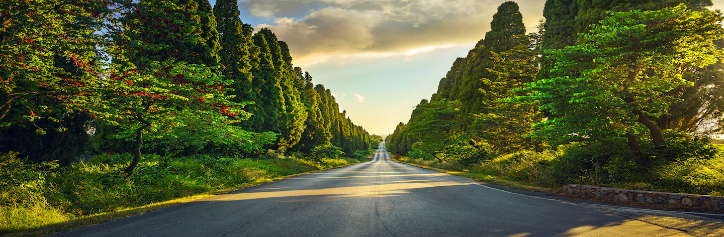 Bolgheri Famous Cypresses Tree Straight Boulevard On Sunset. Mar